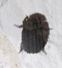 Trogidae