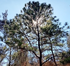 Pinus pseudostrobus
