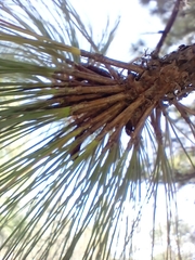 Pinus pseudostrobus