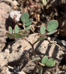 Acmispon maritimus brevivexillus