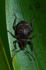 Phlyctinus callosus