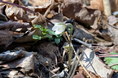 Hepatica