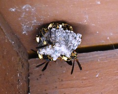 Mischocyttarus navajo