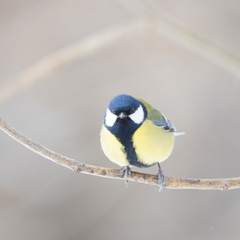 Parus major