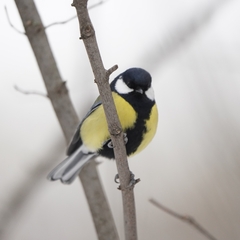 Parus major