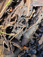 Pseudopithyella minuscula