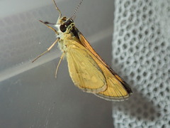 Taractrocera