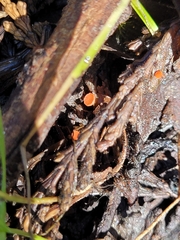 Pseudopithyella minuscula