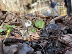 Hepatica
