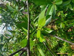 Bonellia macrocarpa