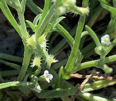 Pectocarya recurvata