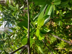 Bonellia macrocarpa