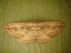 Austrocidaria