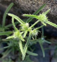 Cryptantha