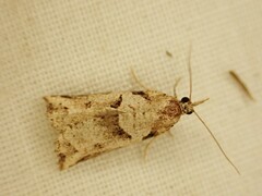 Harmologa amplexana