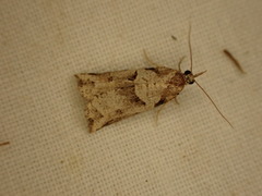 Harmologa amplexana
