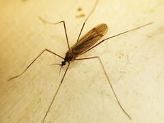 Dicranomyia