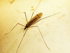 Dicranomyia