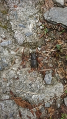 Dorcus