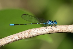 Argia gaumeri