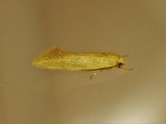 Tingena chloradelpha