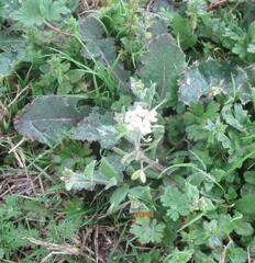 Tomostima platycarpa