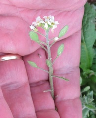 Tomostima platycarpa