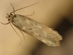 Platyedra subcinerea