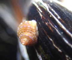 Calliostoma supragranosum