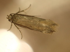 Platyedra subcinerea