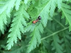 Formica integra