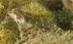 Enneapterygius atrogulare