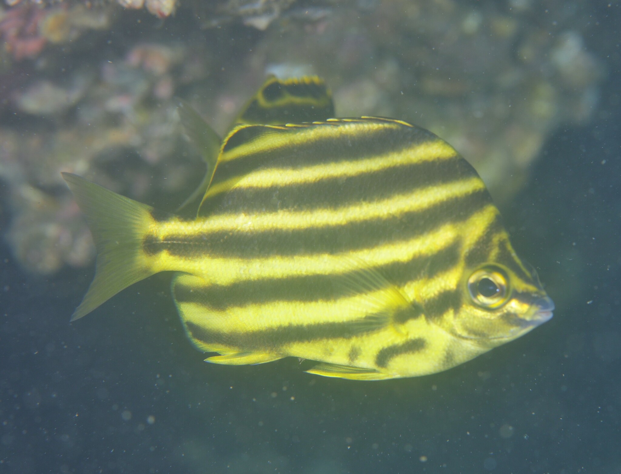 Microcanthus Swainson, 1839