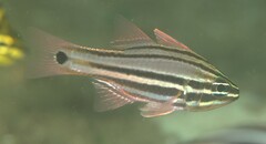 Ostorhinchus limenus