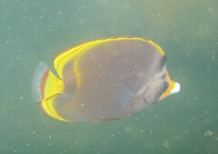 Chaetodon flavirostris