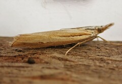 Orocrambus