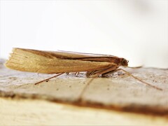 Orocrambus