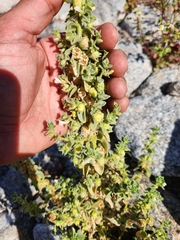 Atriplex elegans
