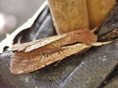 Ichneutica atristriga