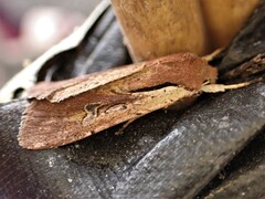 Ichneutica atristriga