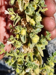Atriplex elegans