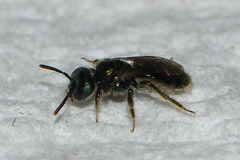 Perdita boltoniae