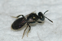 Perdita boltoniae