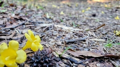 Gelsemium sempervirens