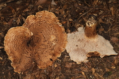 Sarcodon quercinofibulatus