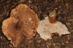 Sarcodon quercinofibulatus