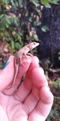 Anolis nebulosus