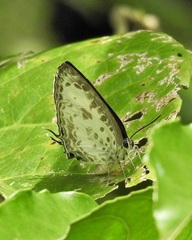 Arhopala wildei