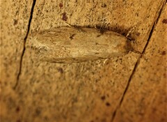 Platyedra subcinerea