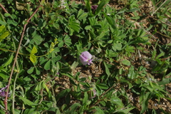 Tephrosia obovata